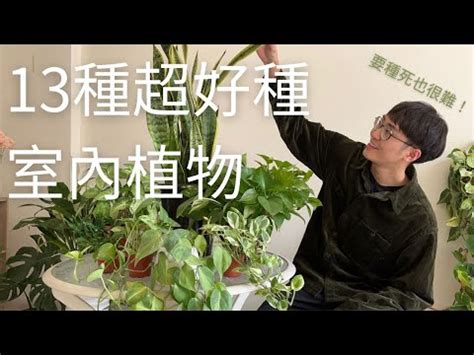 人的視野角度 好種的植物室外